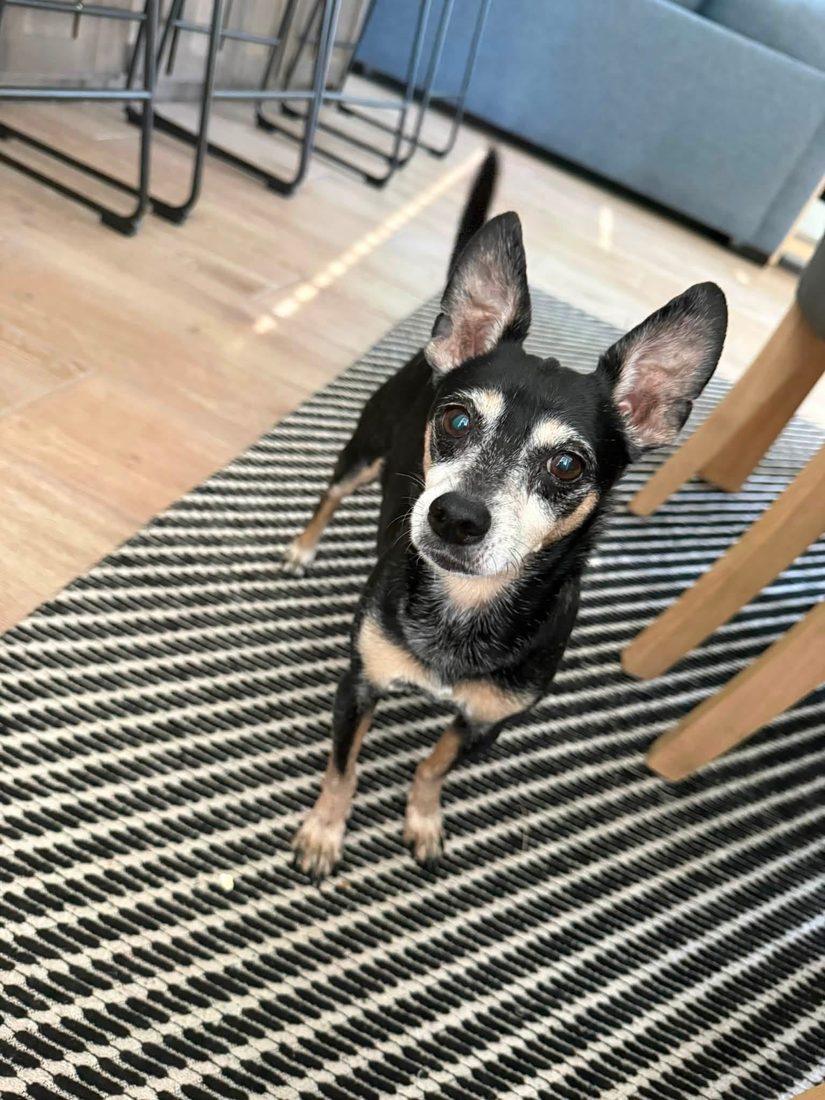 Small black and tan dog looking up from a striped rug