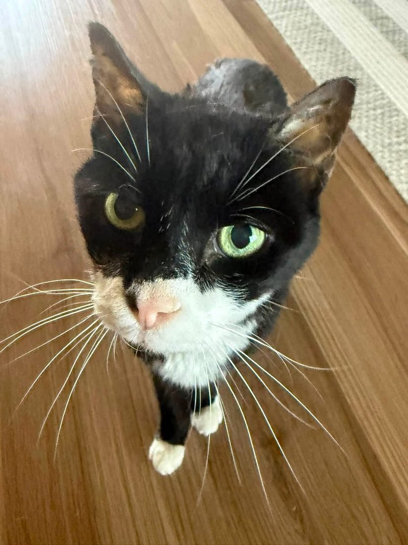 Tuxedo cat with green eyes looking up