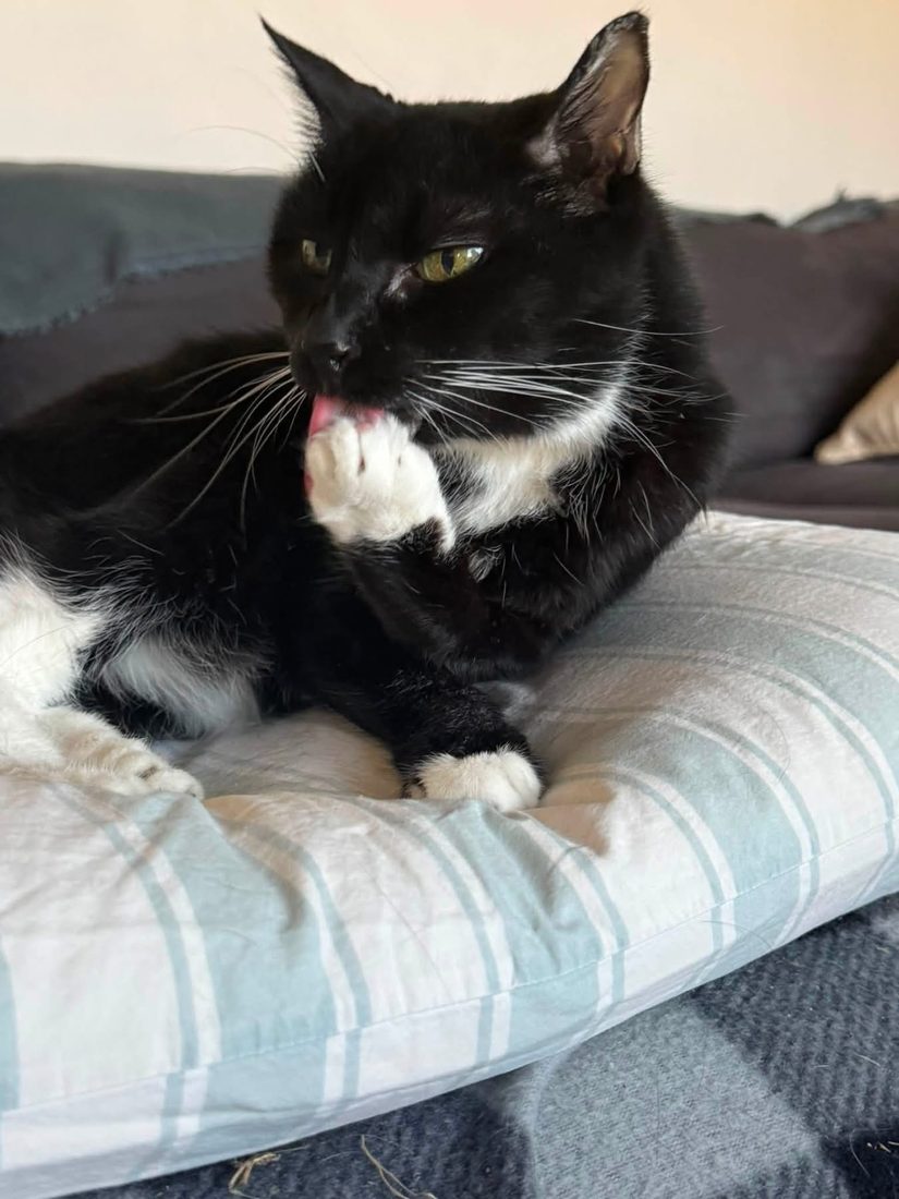 Tuxedo cat grooming a paw on a striped pillow