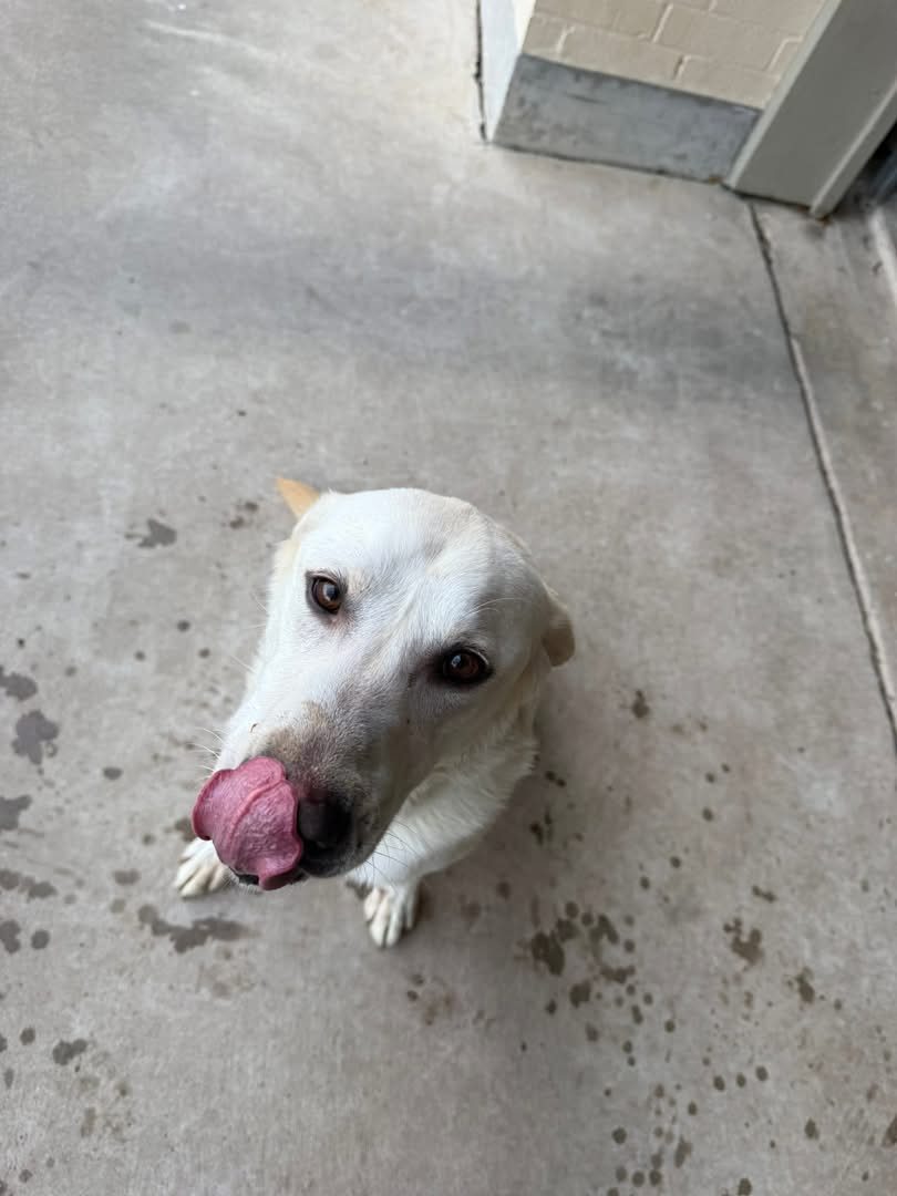 Cream colored dog sitting and licking its nose